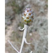 centaurea diomedea gasp.