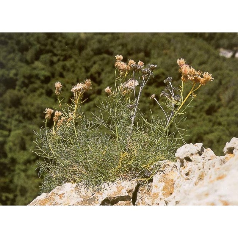 centaurea filiformis viv.