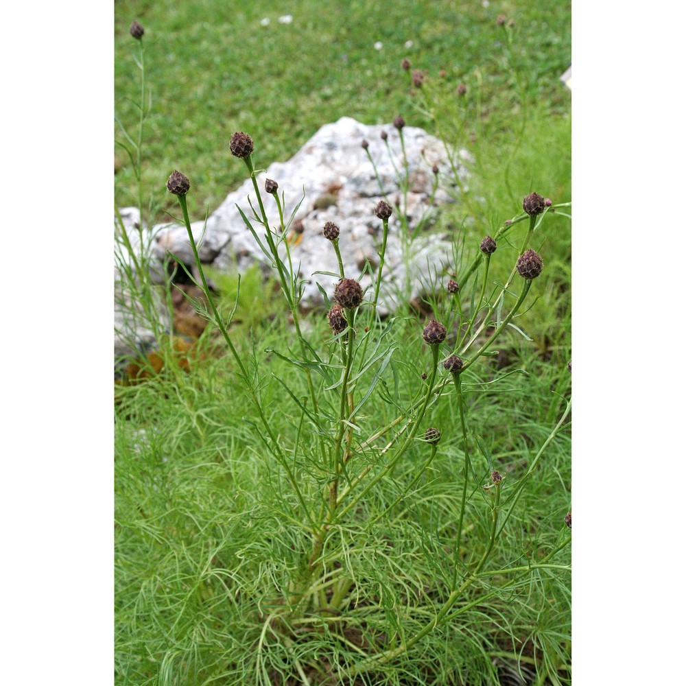 centaurea filiformis viv.