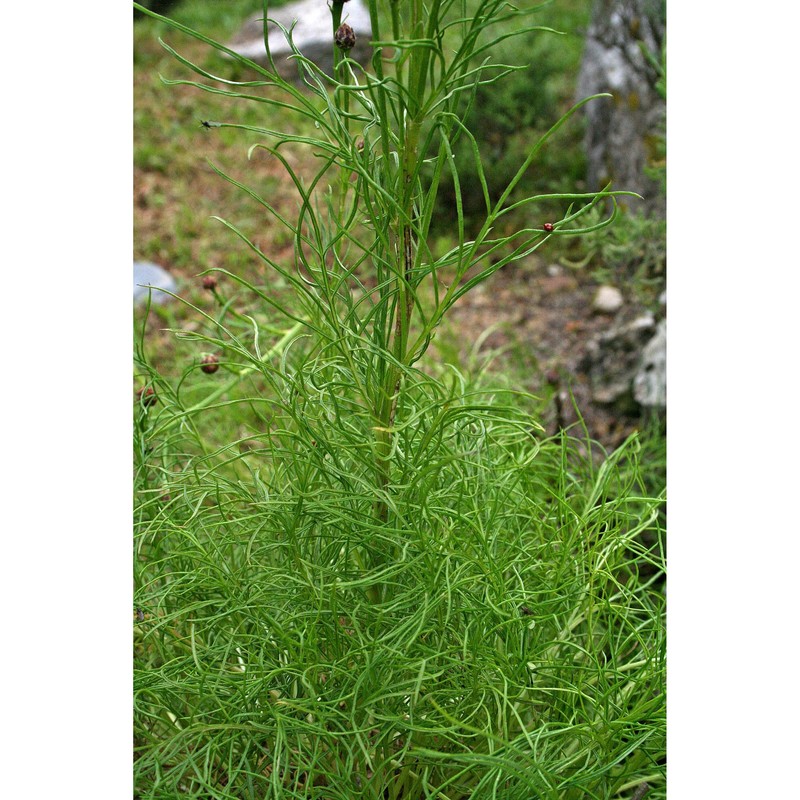 centaurea filiformis viv.