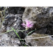 centaurea giardinae raimondo et spadaro