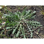 centaurea giardinae raimondo et spadaro