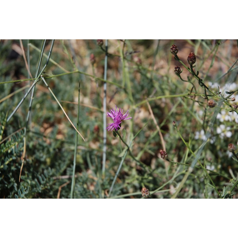 centaurea giardinae raimondo et spadaro