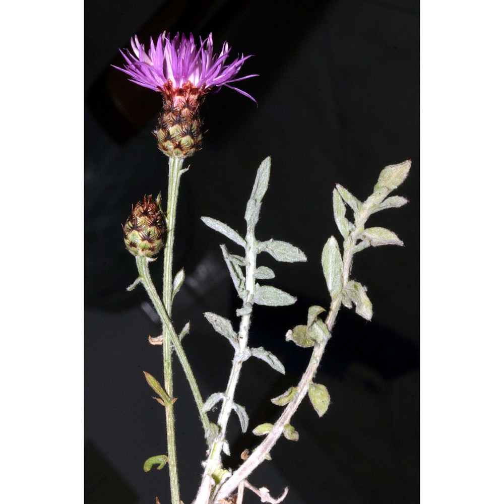 centaurea gussonei raimondo et spadaro