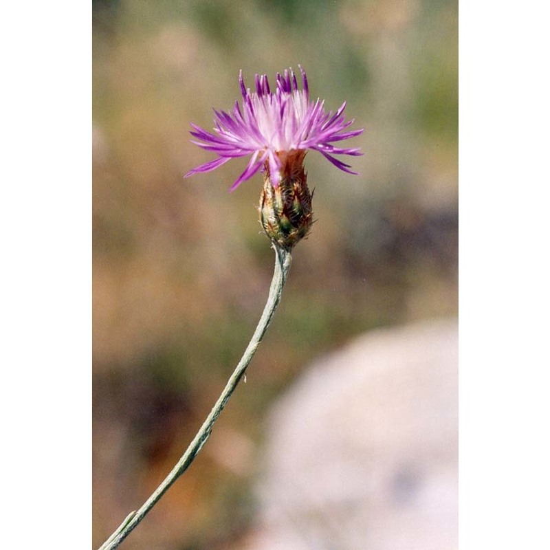 centaurea gussonei raimondo et spadaro