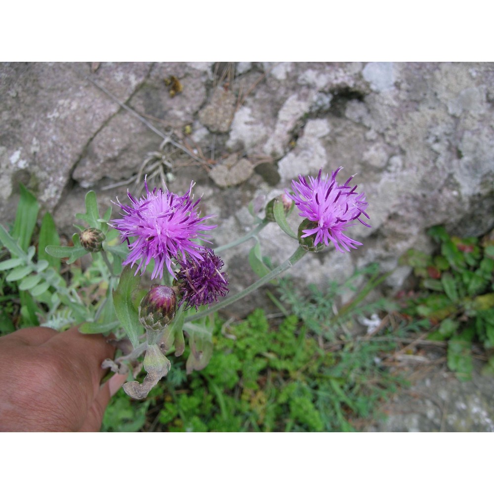 centaurea gymnocarpa moris et de not.