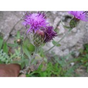 centaurea gymnocarpa moris et de not.