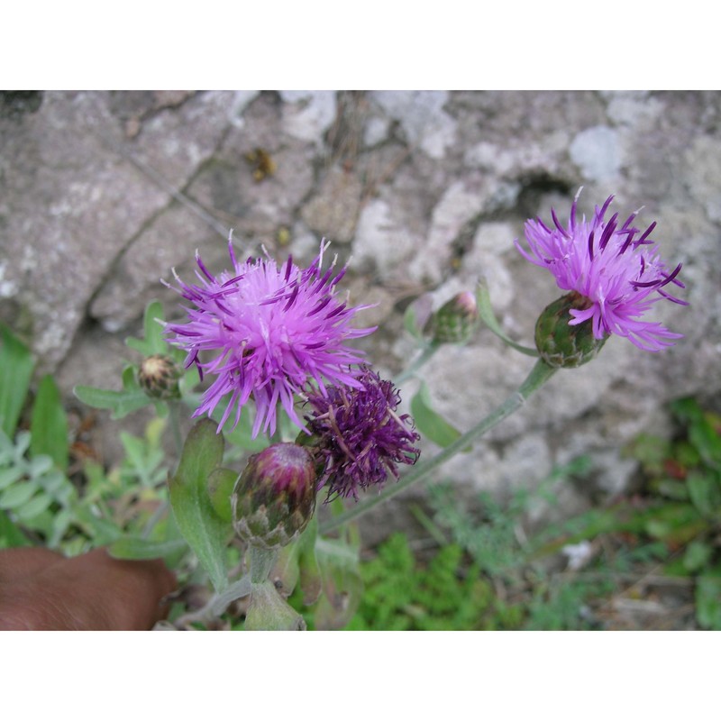 centaurea gymnocarpa moris et de not.