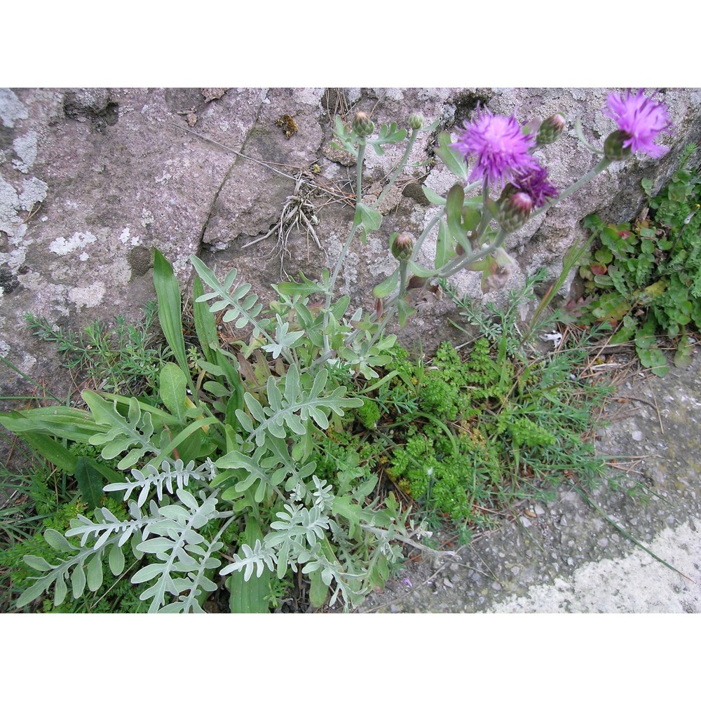 centaurea gymnocarpa moris et de not.