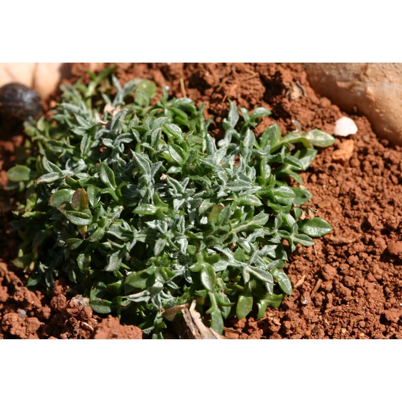 centaurea horrida badarò