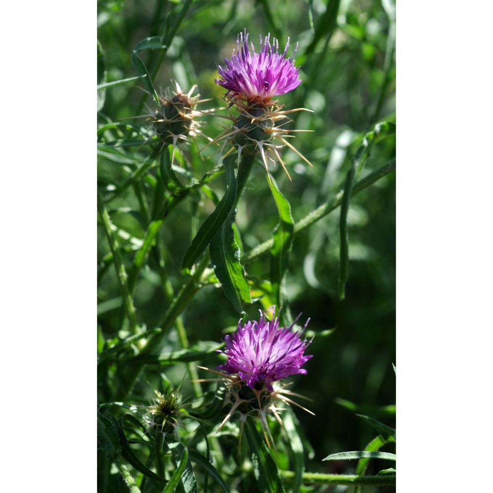 centaurea iberica trevir. ex spreng.