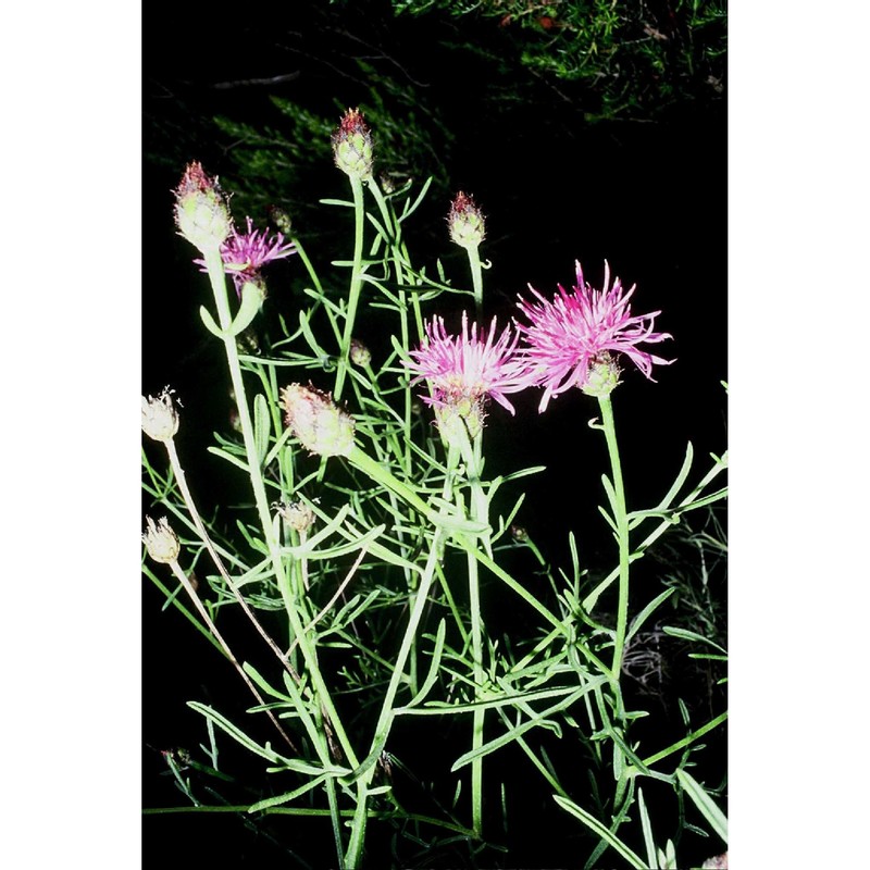 centaurea ilvensis (sommier) arrigoni