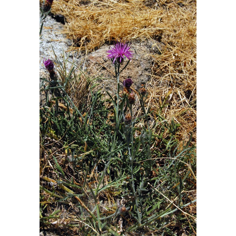 centaurea ilvensis (sommier) arrigoni