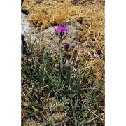 centaurea ilvensis (sommier) arrigoni