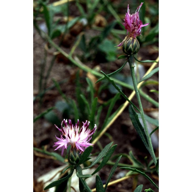 centaurea integrans naggi