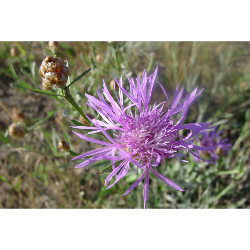 centaurea jacea l.