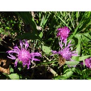 centaurea jacea l.