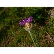 centaurea jacea l.