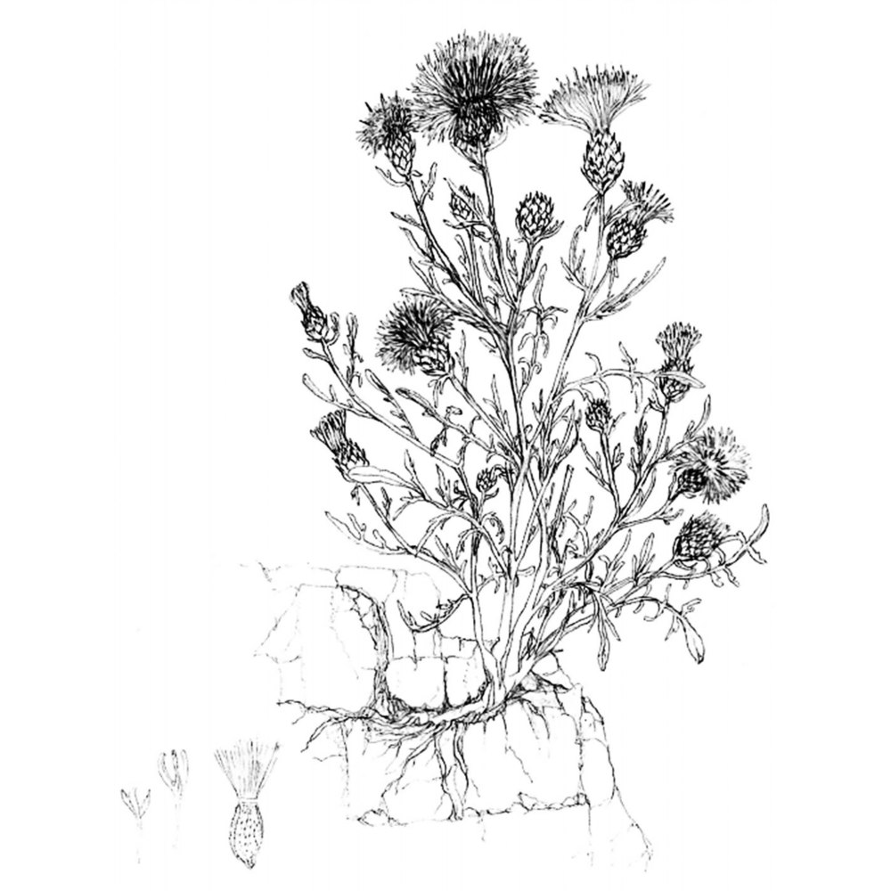 centaurea kartschiana scop. subsp. kartschiana