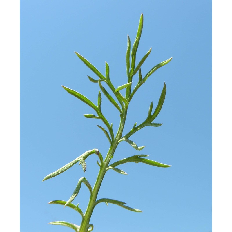 centaurea kartschiana scop. subsp. kartschiana