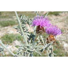 centaurea leucadea lacaita