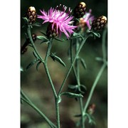 centaurea leucophaea jord.