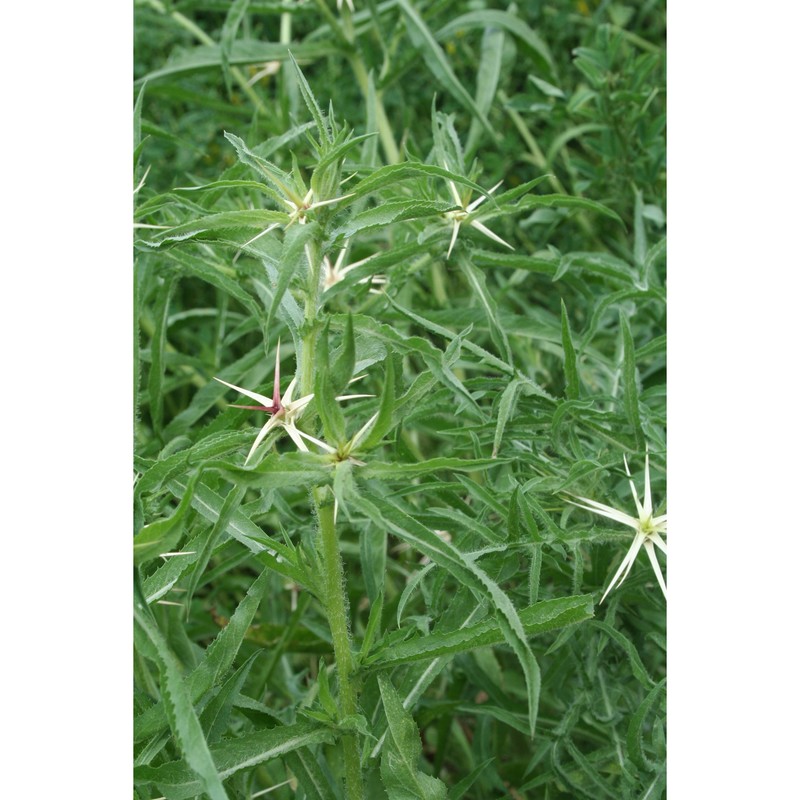 centaurea macroacantha guss.