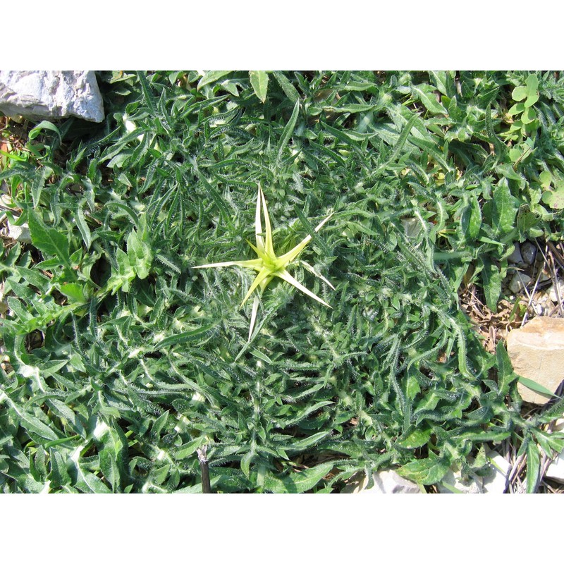 centaurea macroacantha guss.