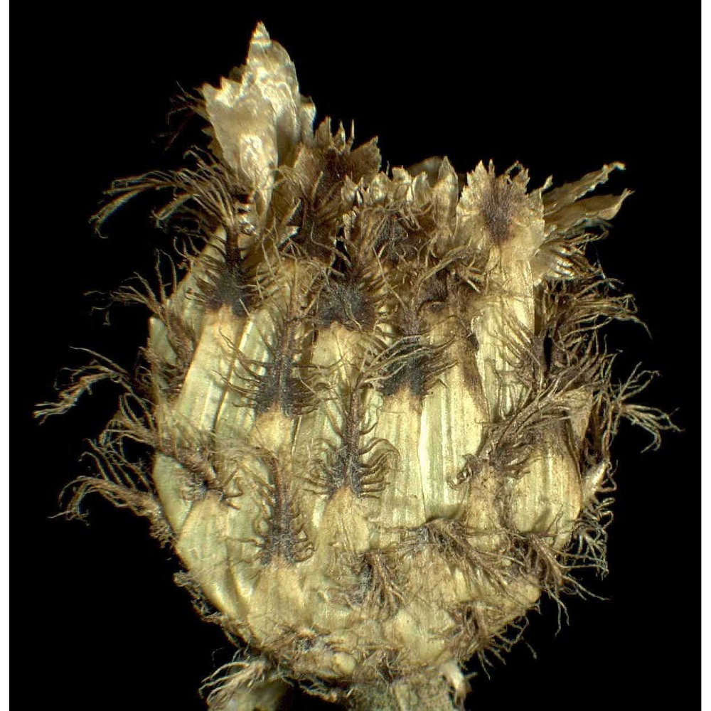 centaurea macroptilon borbás