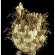 centaurea macroptilon borbás