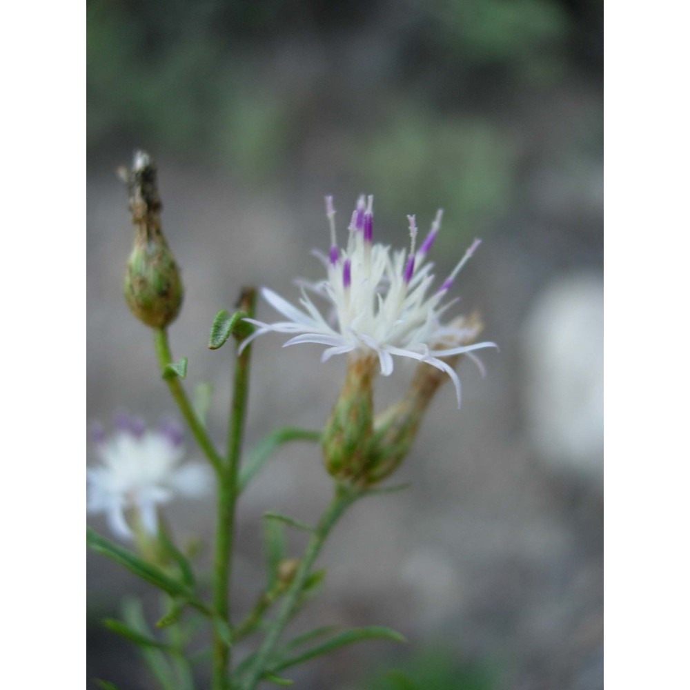 centaurea magistrorum arrigoni et camarda