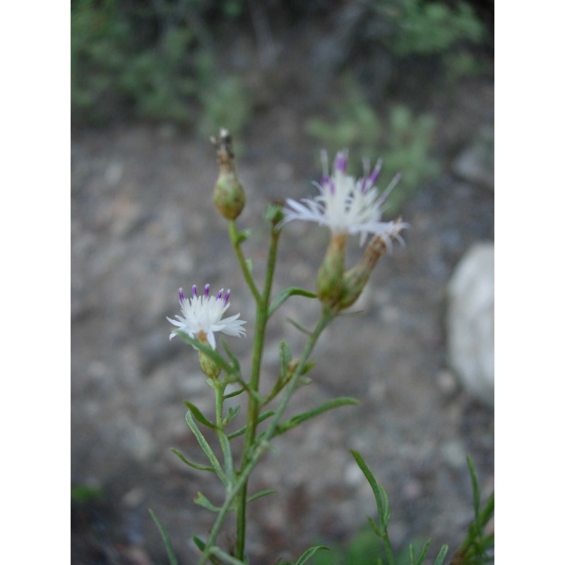 centaurea magistrorum arrigoni et camarda