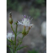 centaurea magistrorum arrigoni et camarda