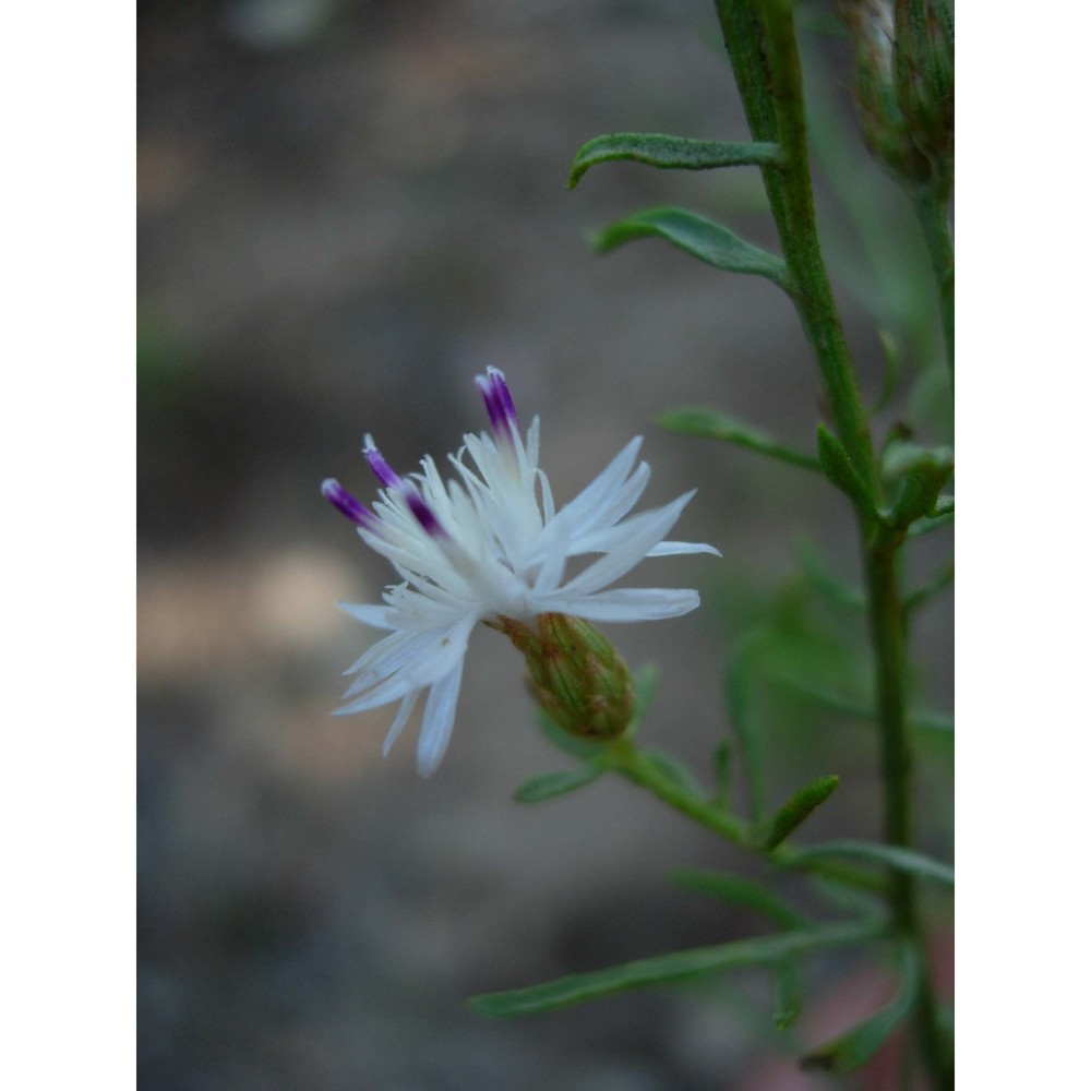 centaurea magistrorum arrigoni et camarda