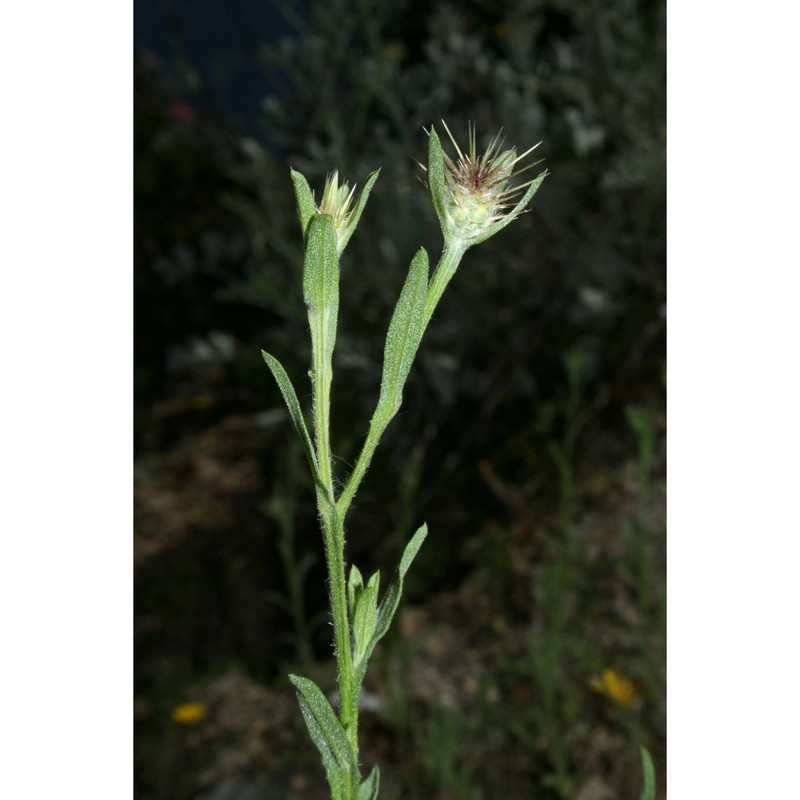 centaurea melitensis l.