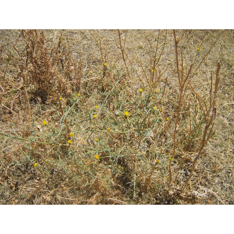 centaurea melitensis l.