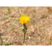 centaurea melitensis l.