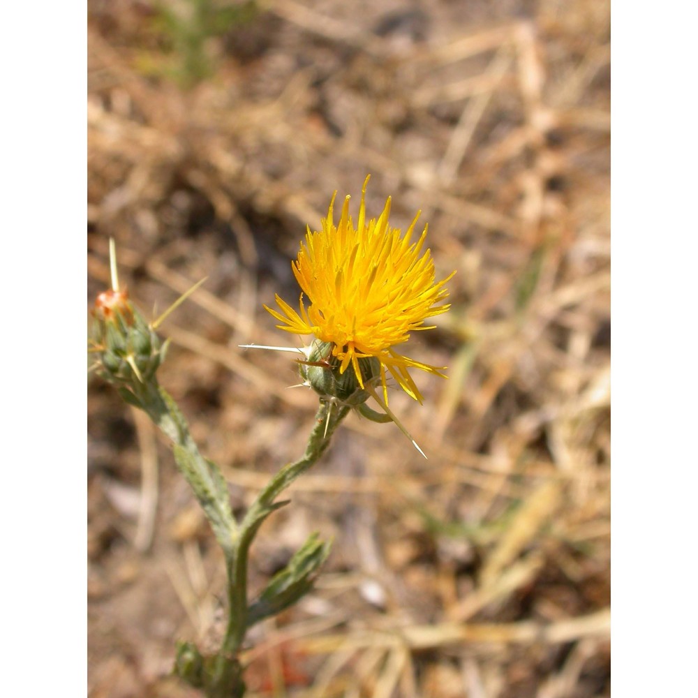 centaurea melitensis l.