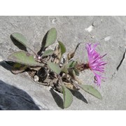 centaurea montis-borlae soldano