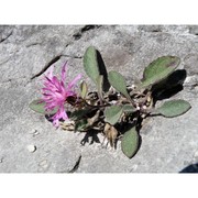 centaurea montis-borlae soldano