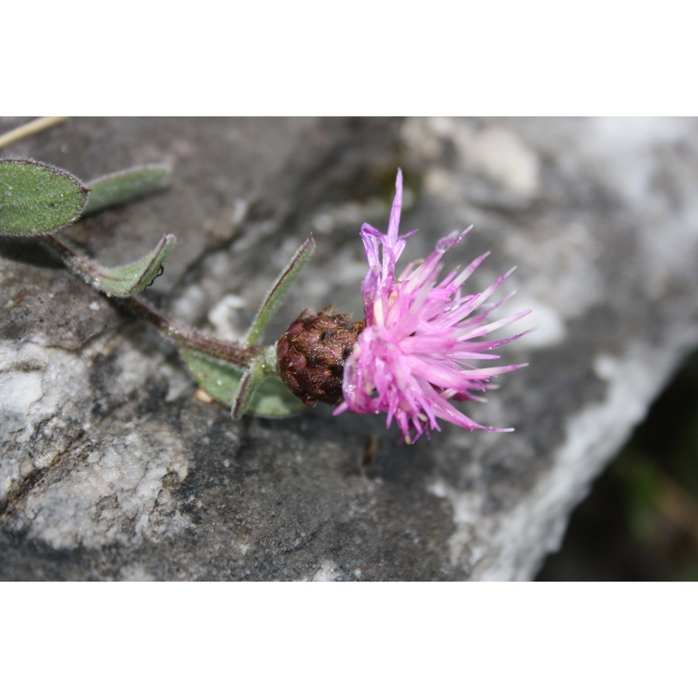 centaurea montis-borlae soldano