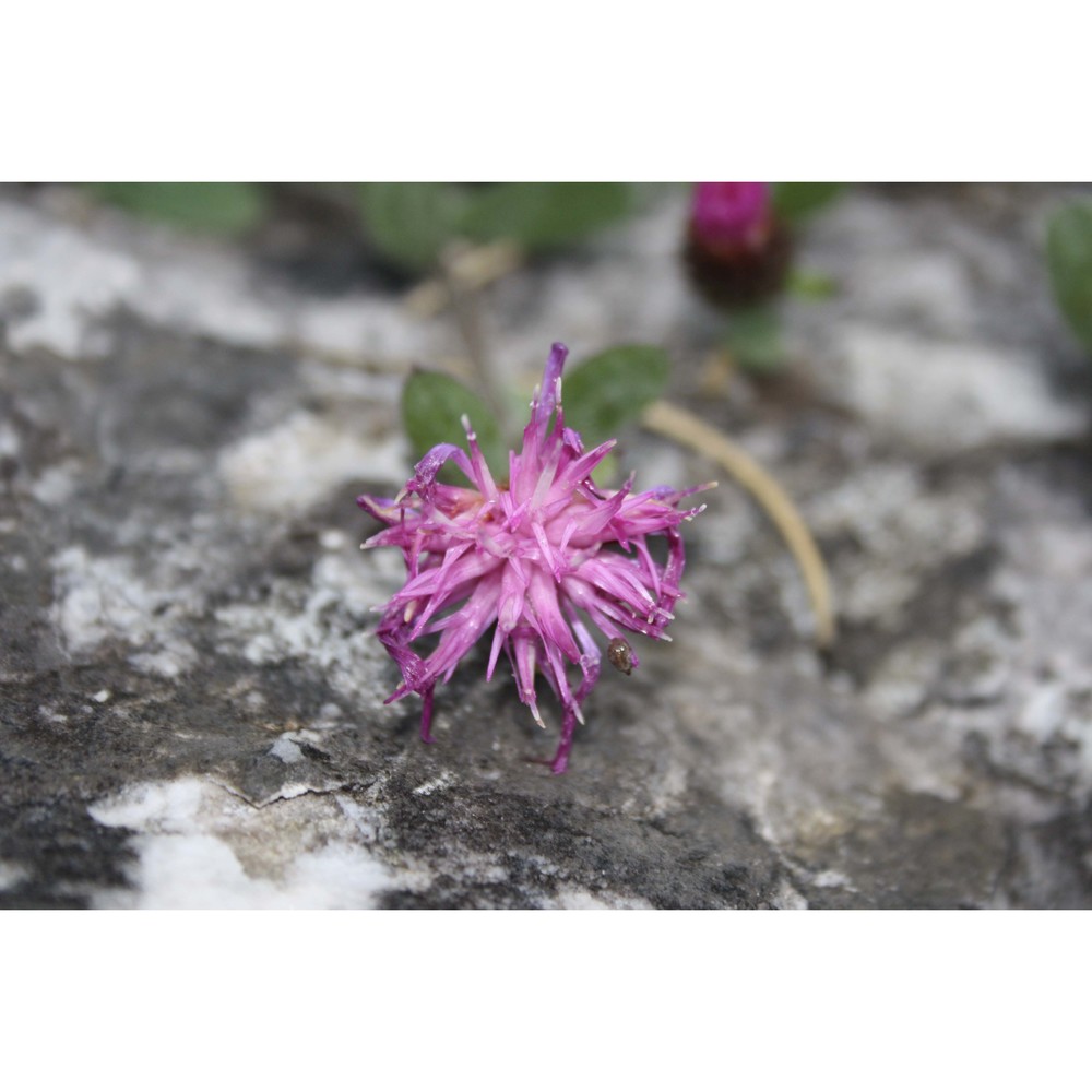 centaurea montis-borlae soldano