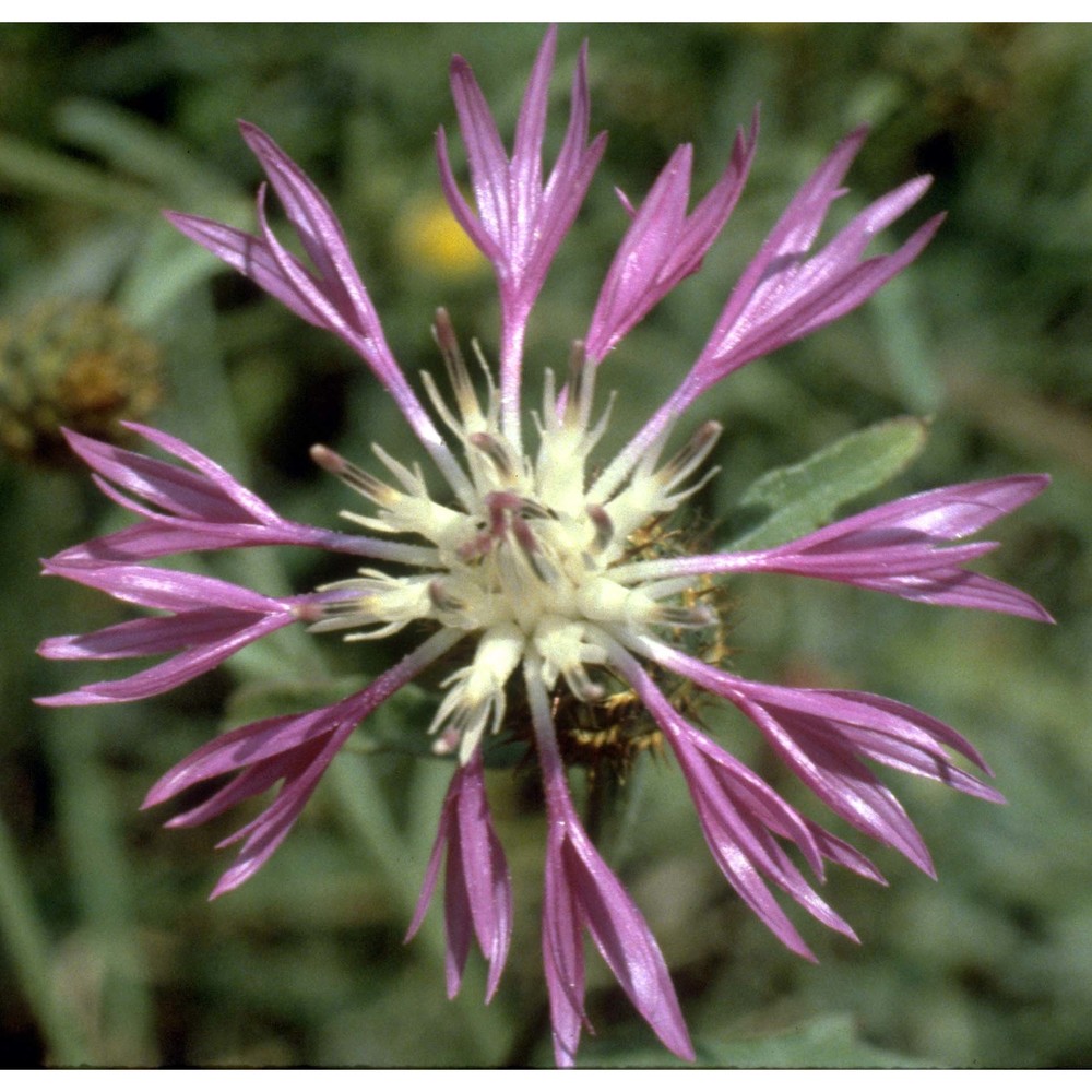 centaurea napifolia l.