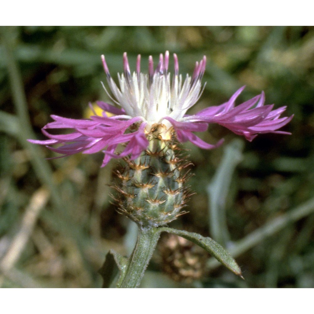 centaurea napifolia l.