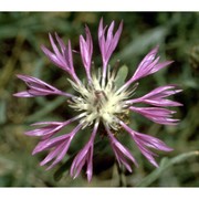 centaurea napifolia l.