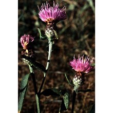 centaurea nemoralis jord.