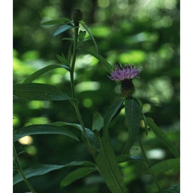 centaurea nemoralis jord.