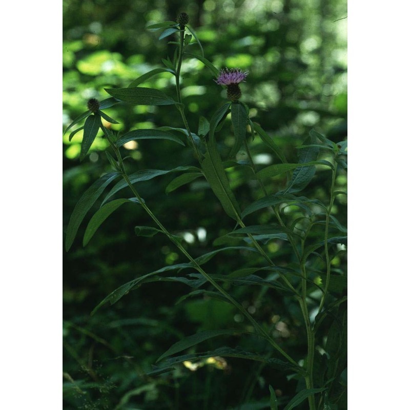 centaurea nemoralis jord.