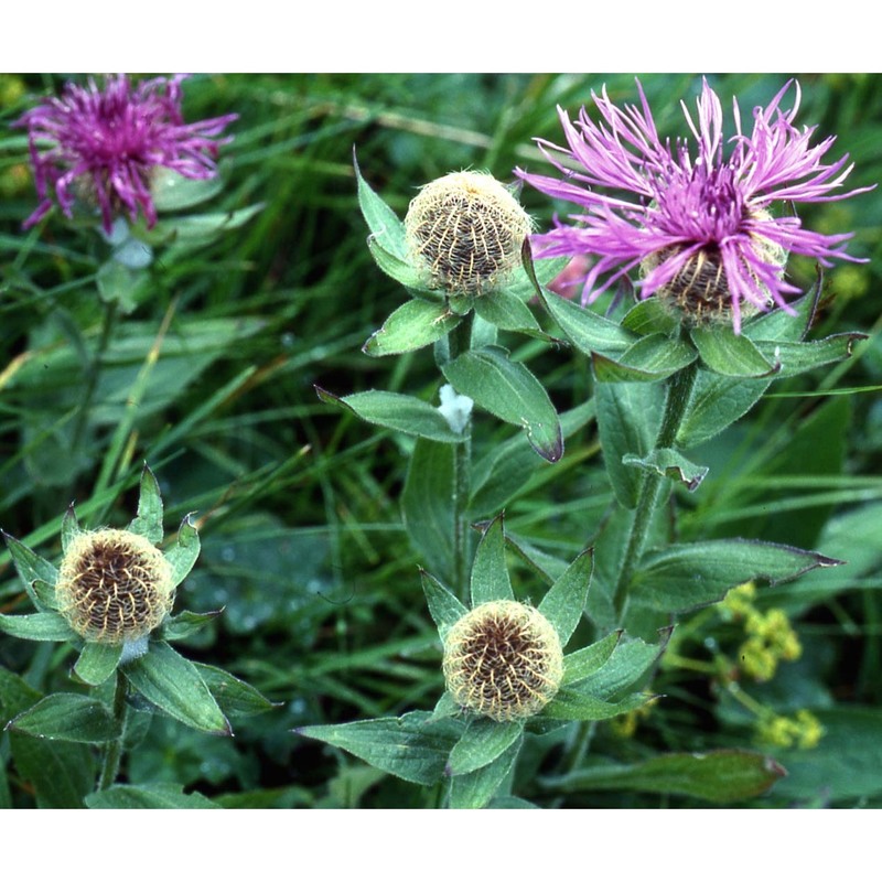 centaurea nervosa willd.