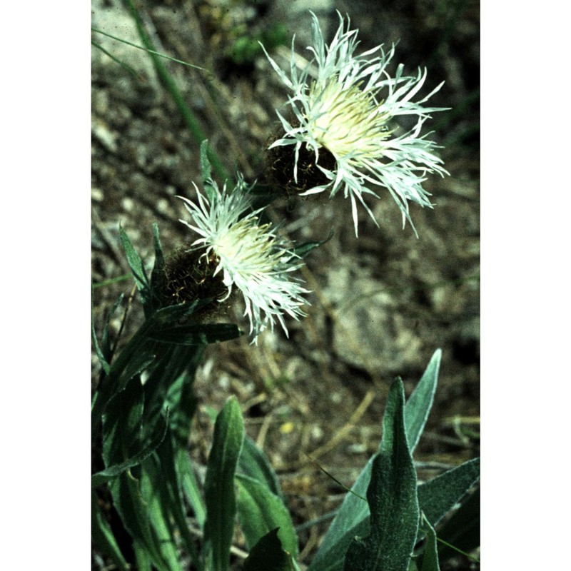 centaurea nervosa willd.